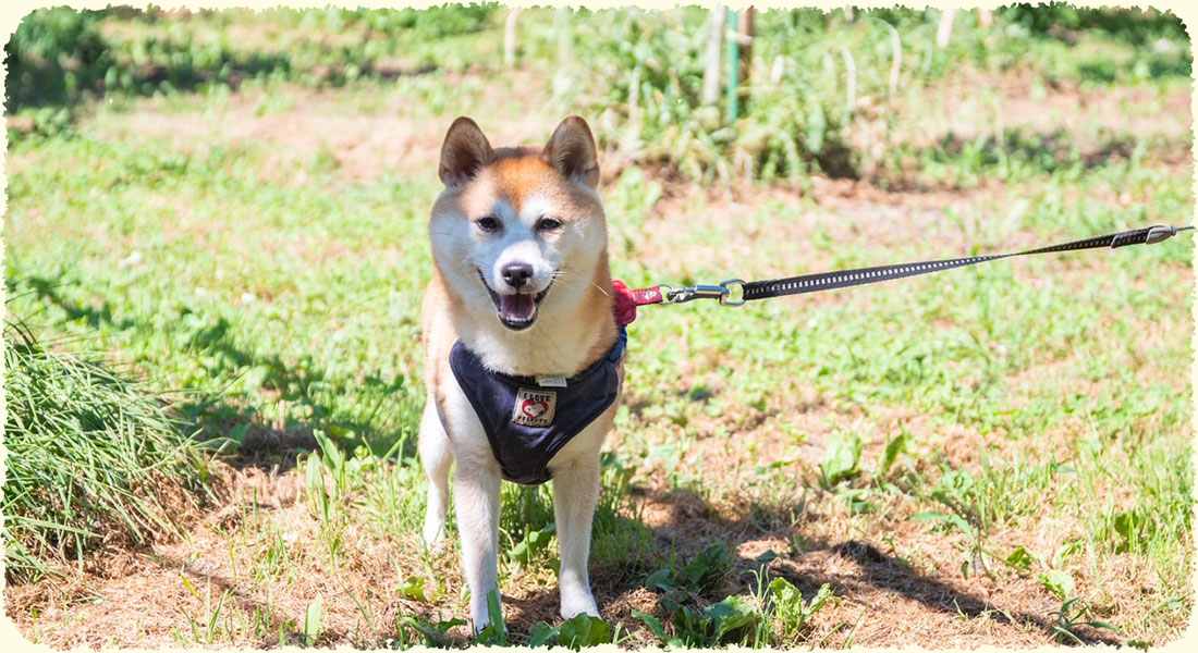 香士梨園